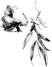 Salix Fragilis